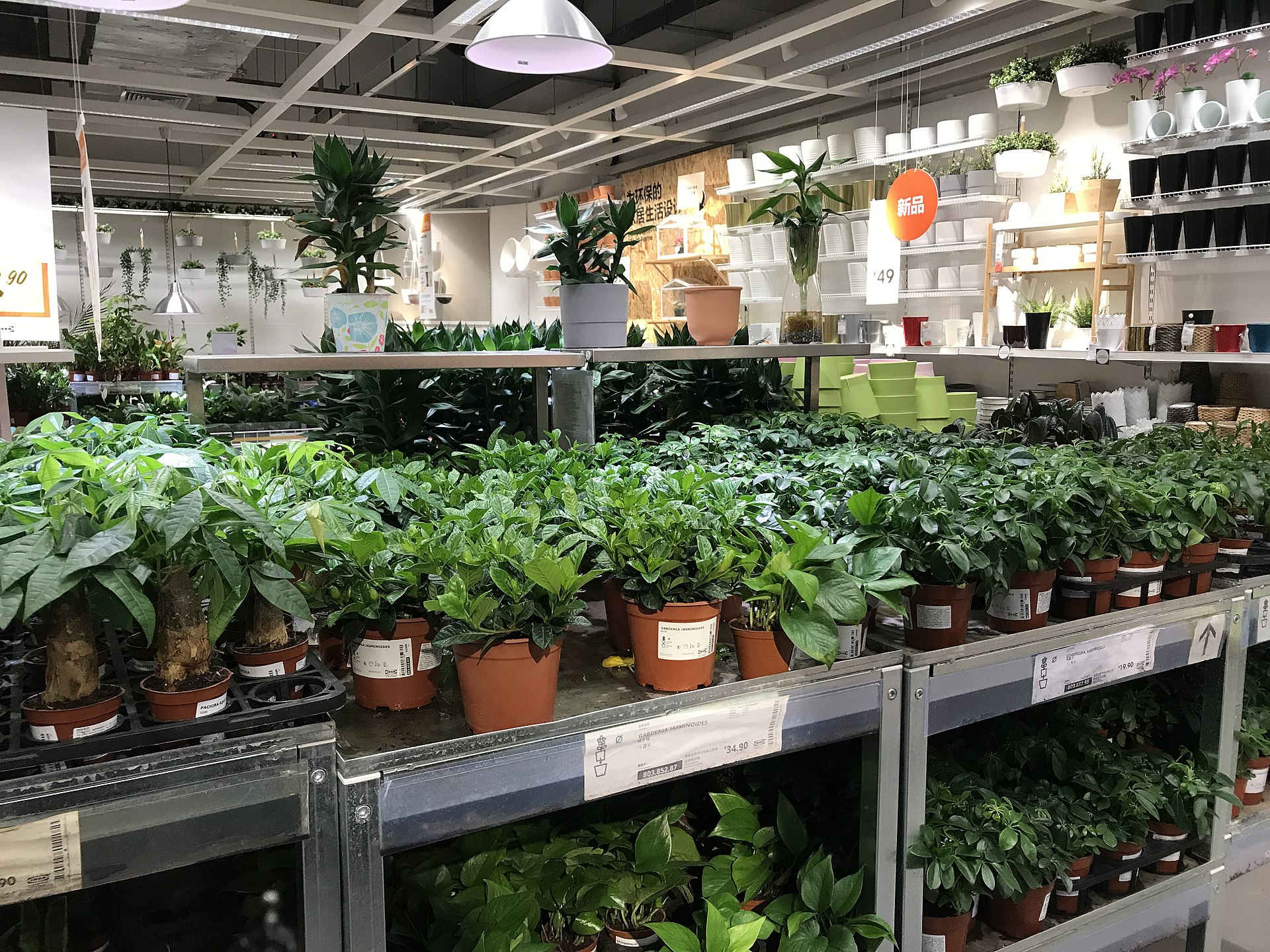 Grown in our own greenhouse