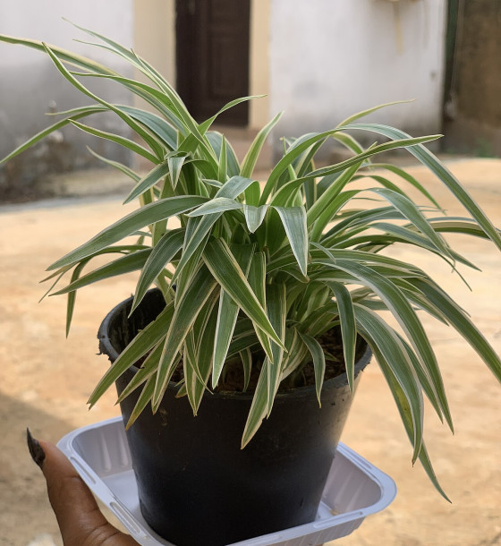 Chlorophytum (Spider Plant)