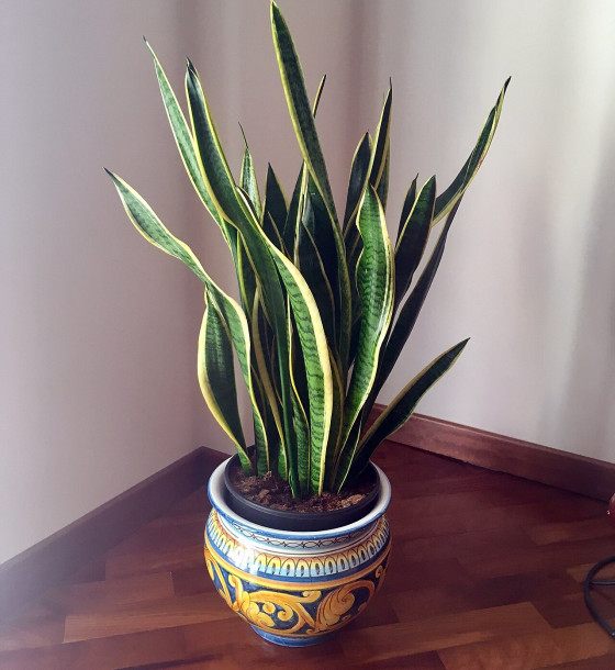 Sansevieria (Snake Plant)