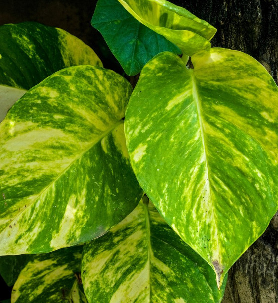 Epipremnum Golden