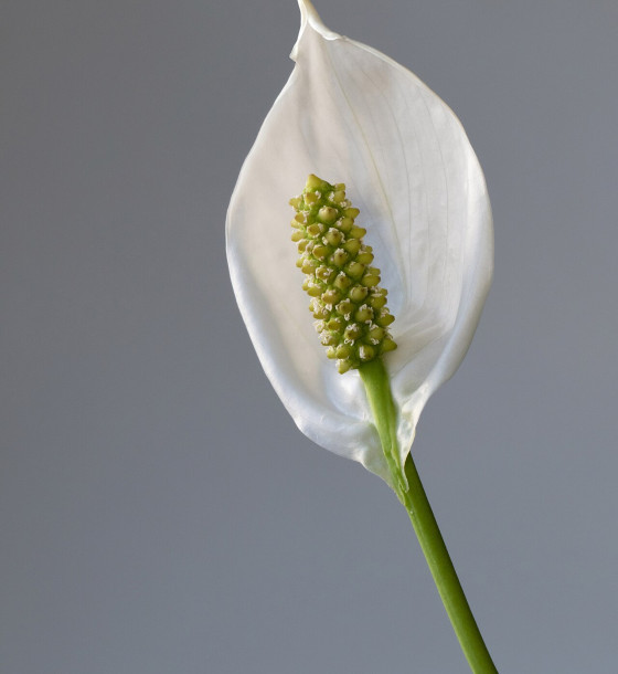 Spathiphyllum (Peace Lily)