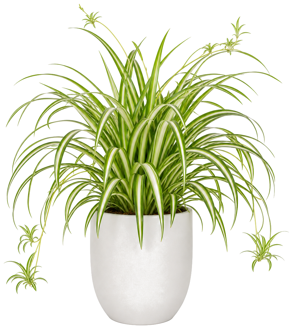 Chlorophytum (Spider Plant)