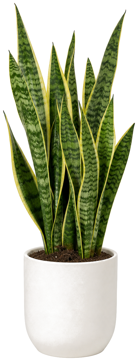 Sansevieria (Snake Plant)