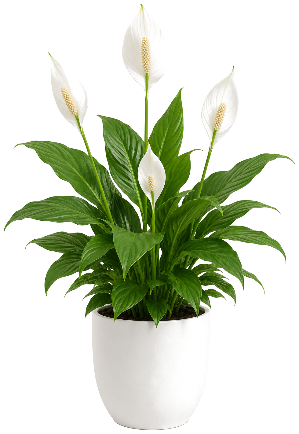 Spathiphyllum (Peace Lily)